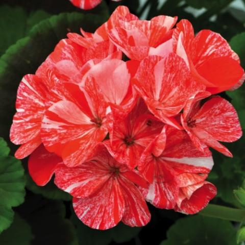 Pelargonium Glitter Orange, dark salmon flowers with white streaks