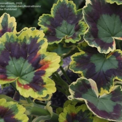Pelargonium Mrs. Pollock, sculpted leaves in green, dark red, and light yellow