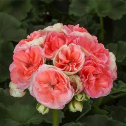 Geranium Rosalie Antique Salmon, rose-like flowers in pink-salmon