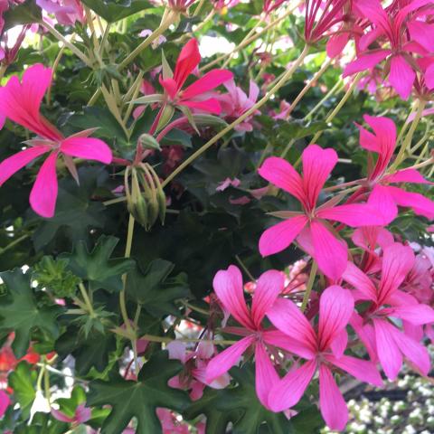 Pelargonium Sofie Cascade, bright pink single flowers