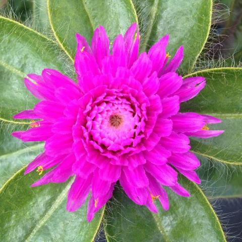Pink Zazzle Gomphrena, hot pink flower, hairy leaves