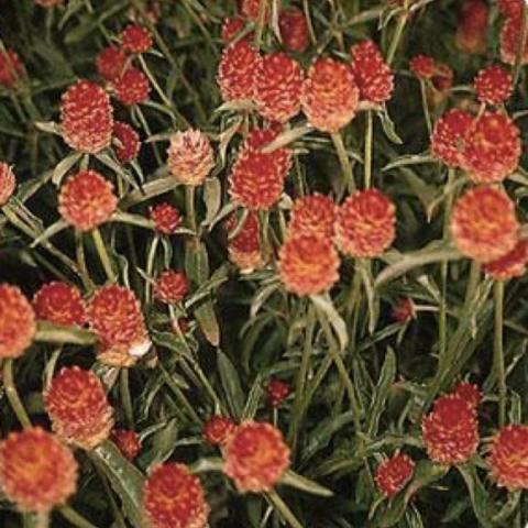 Gomphrena QIS Orange, orange straw flowers