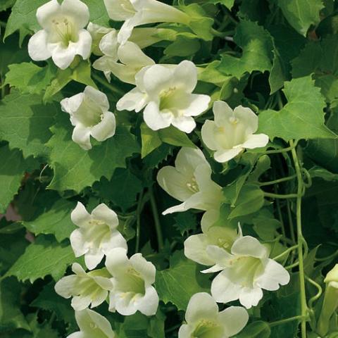 Gloxinia Lofos Compact White, white tubular flowers on vines