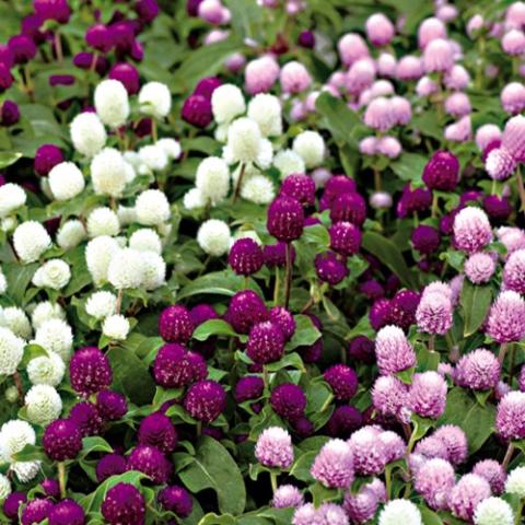 Gomphrena Globe Mix, globes of white, light lavender, and dark magenta