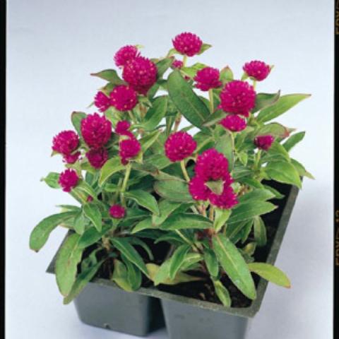 Gomphrena 'Gnome Purple', magenta-purple clover-like flowers