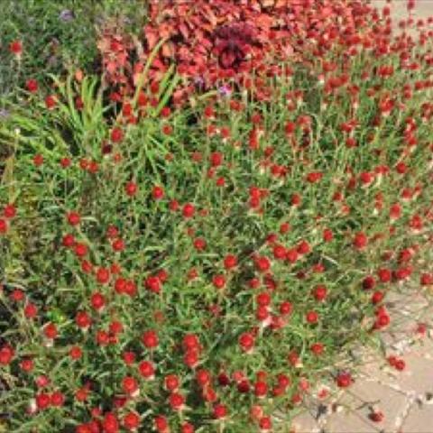 Gomphrena 'Strawberry Fields', red globe strawflowers