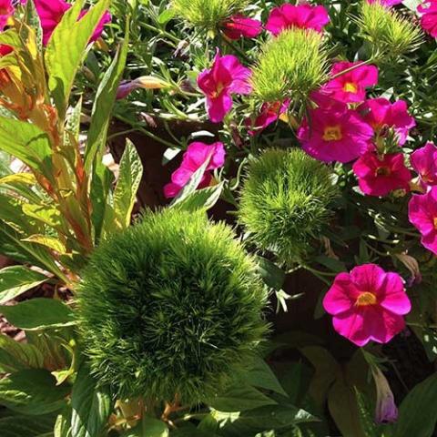Dianthus Green Ball, green fuzzy balls, with Neon petchoa