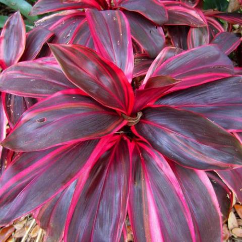 Cordyline Electra, wide pink and dark pink leaves