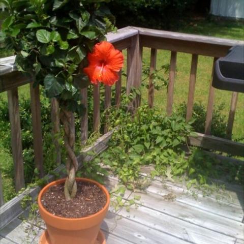 Hibiscus with braided trunk and bright blossom sitting on a deck in a pot