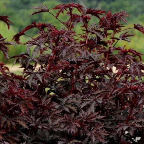 Hibiscus 'Mahogany Splendor', very dark divided leaves