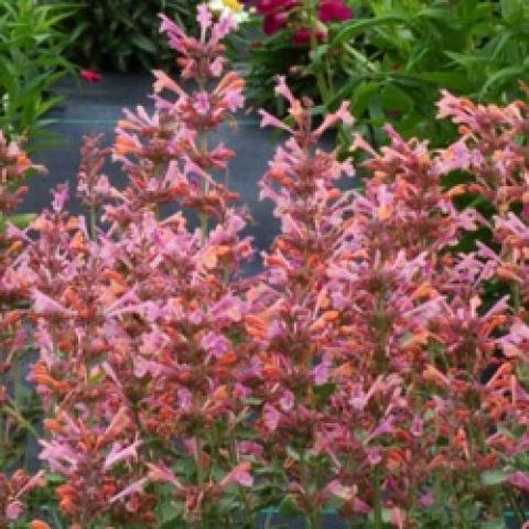 Agastache Kudos Ambrosia, pink flower spikes