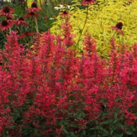 Agastache Kudos Coral, dark pink flower spikes