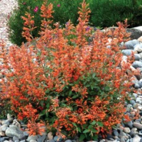 Agastache Kudos Mandarin, orange flower spikes