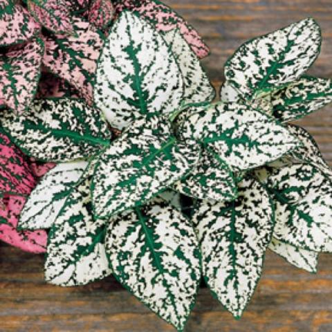Hypoestes 'Confetti White', mottled green and white leaves