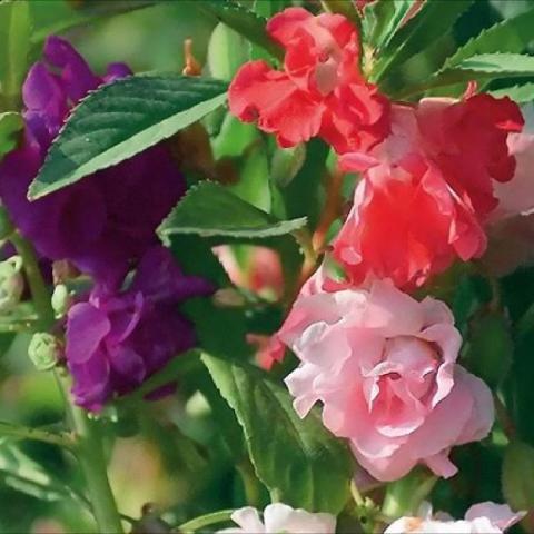 Balsam Impatiens, mix of pink red and purple