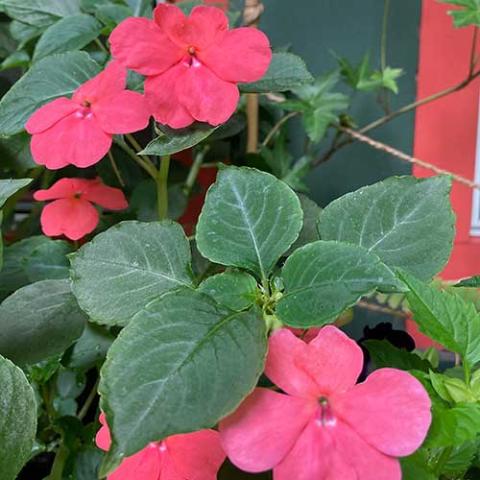 Impatiens Beacon Coral, coral pink flowers