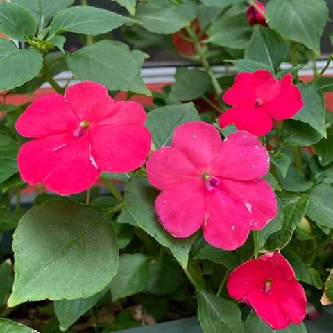 Impatiens Beacon Rose, dark pink flat-faced flowers