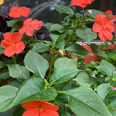 Impatiens Beacon Salmon, dark salmon flowers