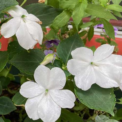 Impatiens Beacon White, white flowers