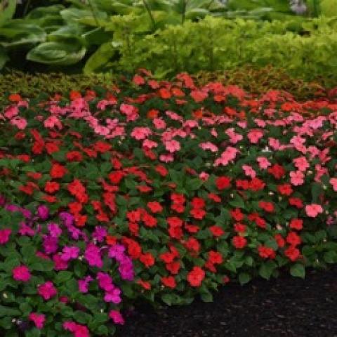 Impatiens Beacon Select Mix, violet, coral and other colors