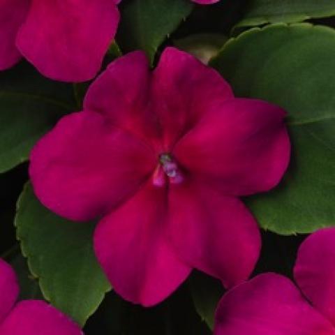 Impatiens Beacon Violet Shades, dark magenta-purple flowers