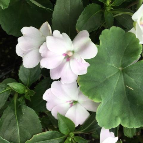 Impatiens Bounce White, lightly pinkish white flowers