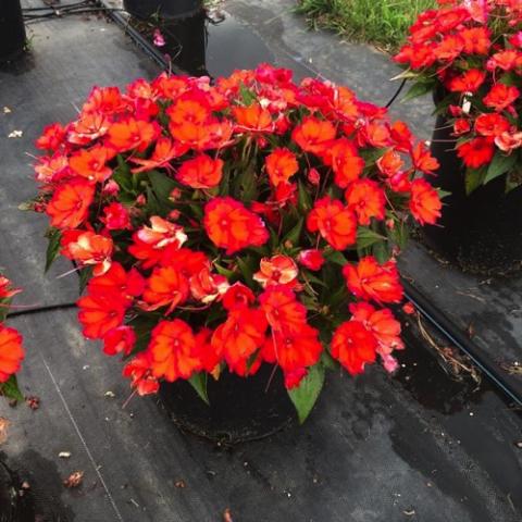 Impatiens SunStanding Helios Flame Orange, dark orange flat flowers