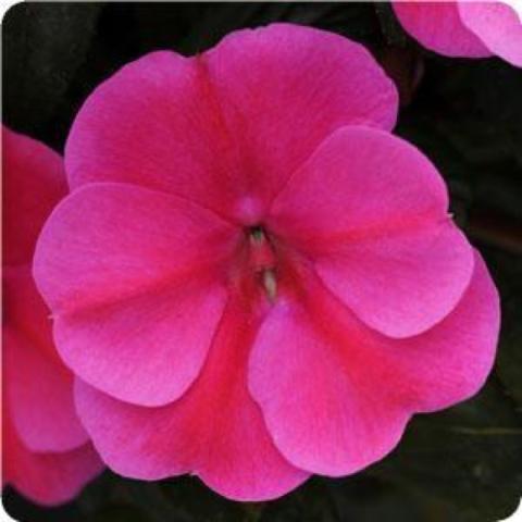 Impatiens Pink Flame, bright pink