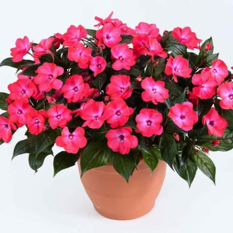 Impatiens Sol Luna Tropical Punch, bright pink flat-faced flowers, dark foliage