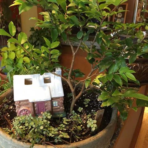 Jabuticaba as a miniature tree in a mini garden