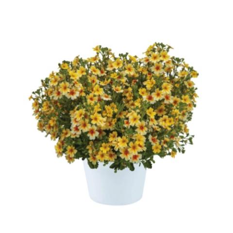 Jamesbrittania Goldstar, yellow flat flowers like bacopa