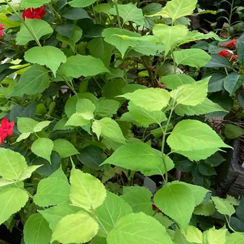 Leycesteria Jealousy, bright yellow-green leaves