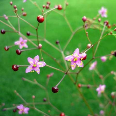 Talinum 'Kingswood Gold' small pink flowers closeup