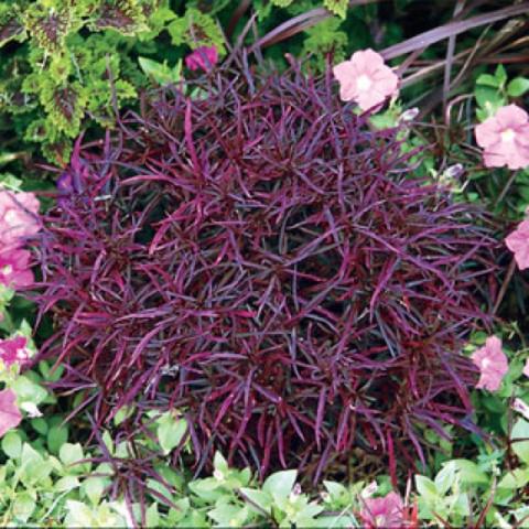 Alternanthera 'Red Threads', thin dark red-purple leaves