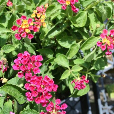 Lantana Bandana Cherry, dark pink flowers