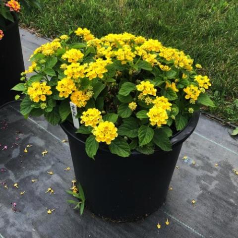 Lantana Bandana Yellow, bright yellow clusters of flowers