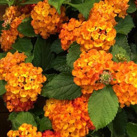 Lantana Shamrock Orange Flame, bright orange to gold clusters of small flowers