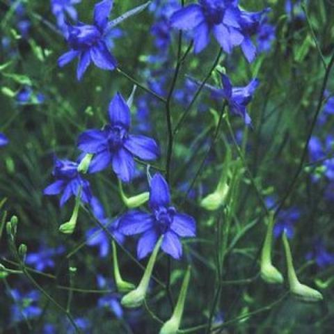 Delphinium 'Blue Cloud', brilliant blue spurred flowers