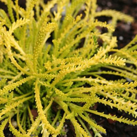 Santolina 'Lemon Fizz', yellow-green coniferous-looking foliage