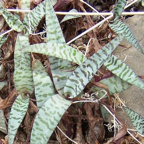 Lebedoria violacea, silver and green stappy pointed leaves