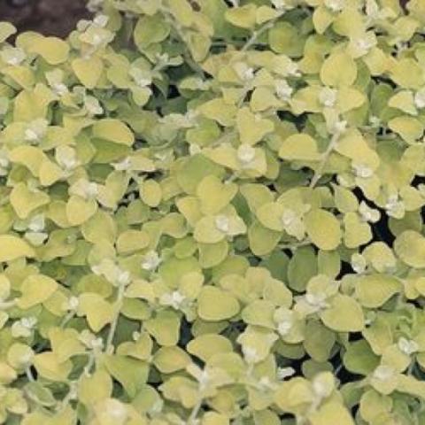 Golden Licorice, small yellow-green