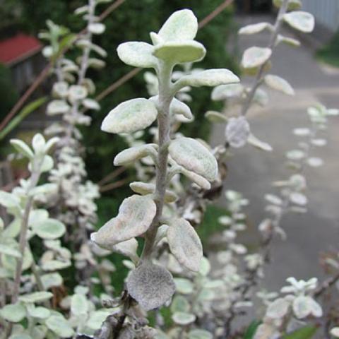 Silver licorice leaves