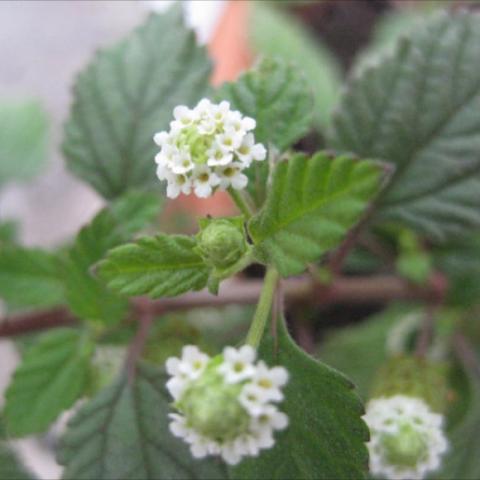 Lippi dulcis, green leaves, small white flowers