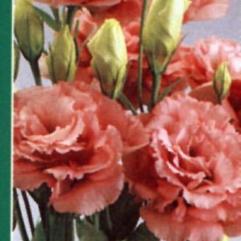 Lisianthus 'ABC Rose', pink to salmon double blooms