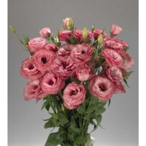 Lisianthus Advantage Cherry Sorbet, rosy doubles