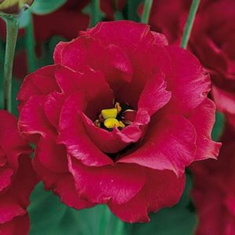 Lisianthus Arena Red, double dark red