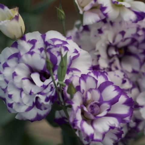 Lisianthus Excalibur 2 Blue Picotee, white multi-petaled flowers with purple edges