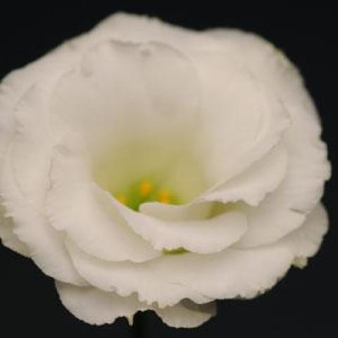 Lisianthus Flare White, double white with yellow-green throat