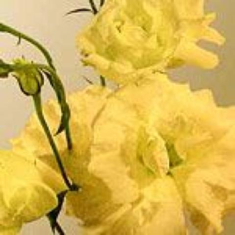 LIsianthus 'Mariachi Yellow', double yellow flowers