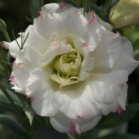 Lisianthus Mariachi Pink Picotee, white rose-like flower with pink touches at the edge